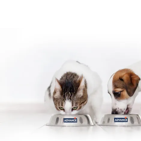 Seconda immagine per il brand advance dei prodotti in vendita da Armani PetShop a Caprino Veronese