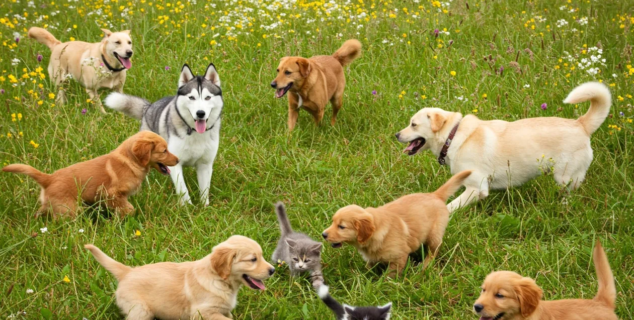 Grossisti di oltre 6.500 prodotti per animali domestici