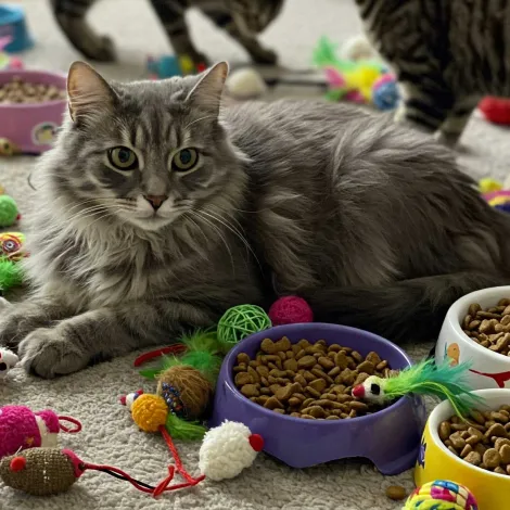 Seconda immagine per la categoria gatti dei prodotti in vendita da Armani PetShop a Caprino Veronese