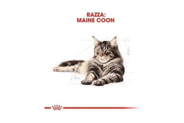 royal canin maine coon