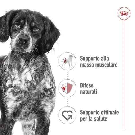royal canin medium adult