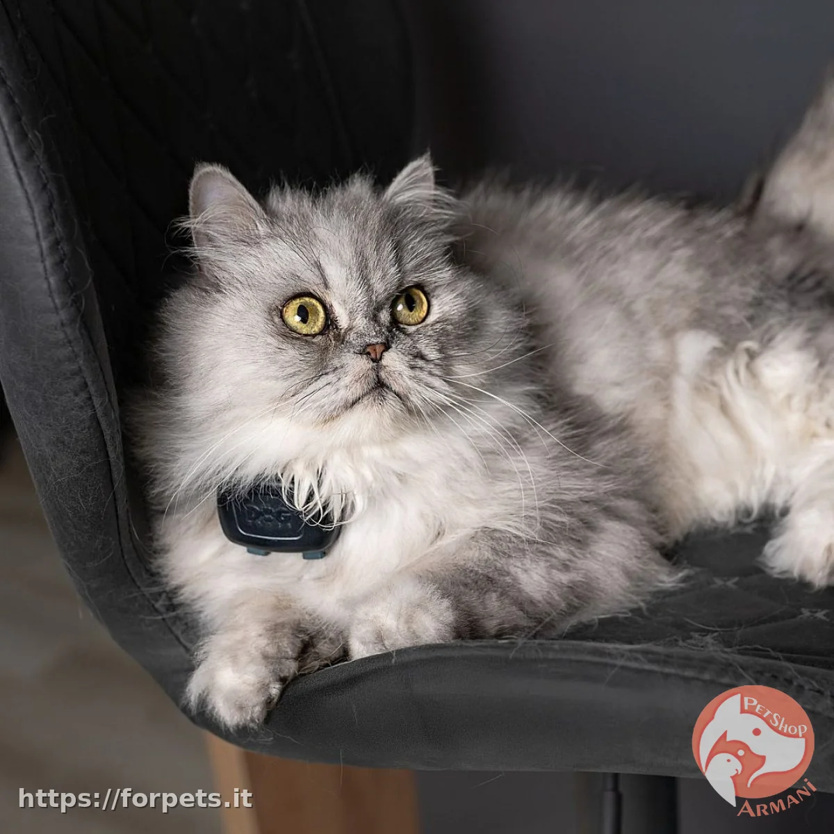 DOG TRACE GPS MINI - Vista Principale 2