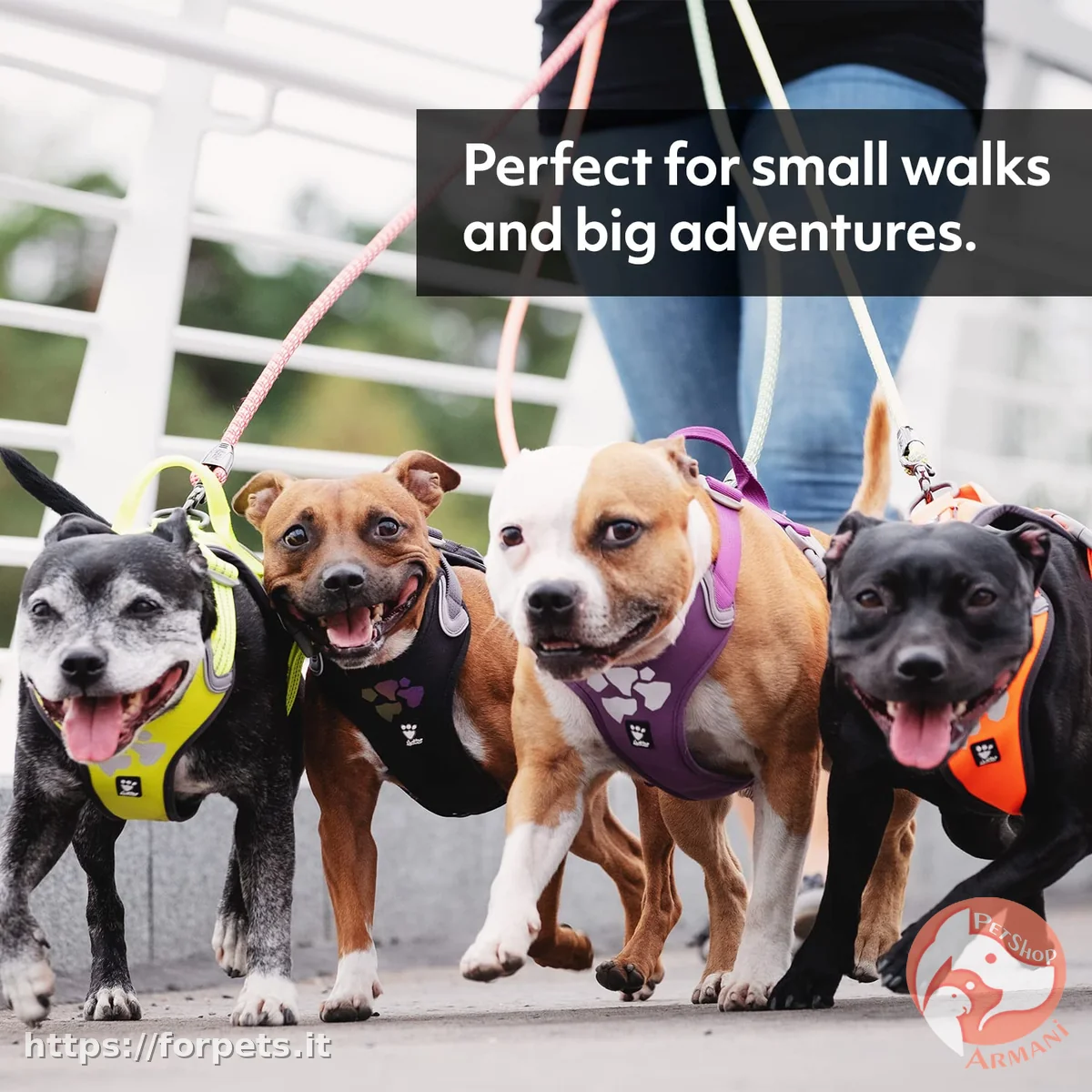 pettorina hurtta weekend warrior rosehip misura 60-80cm - Altra Vista Secondaria