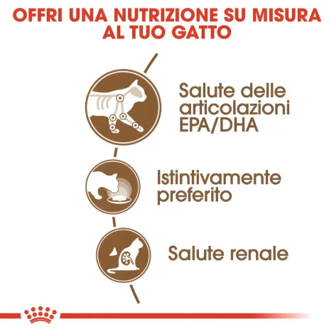 royal canin senior 12+ ageing
